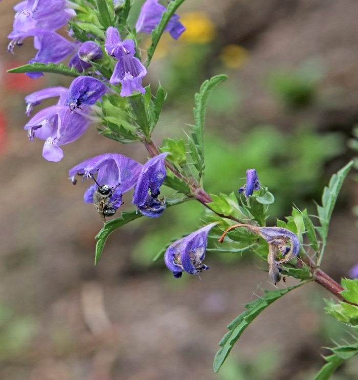 Мелисса турецкая змееголовник молдавский