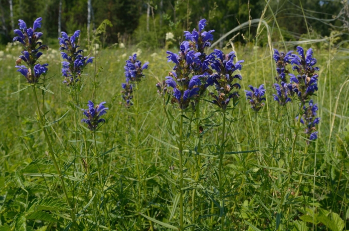 Dracocephalum ruyschiana