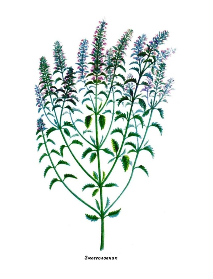 Змееголовник стеллера