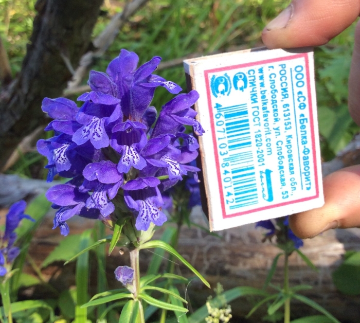 Змееголовник рюйша