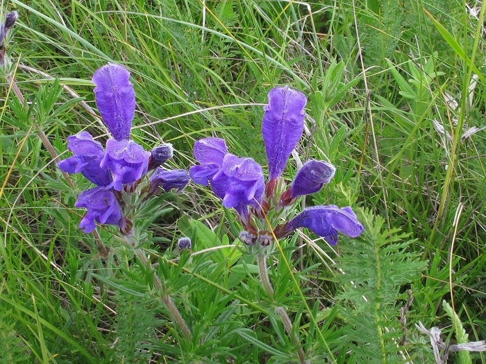 Змееголовник растение