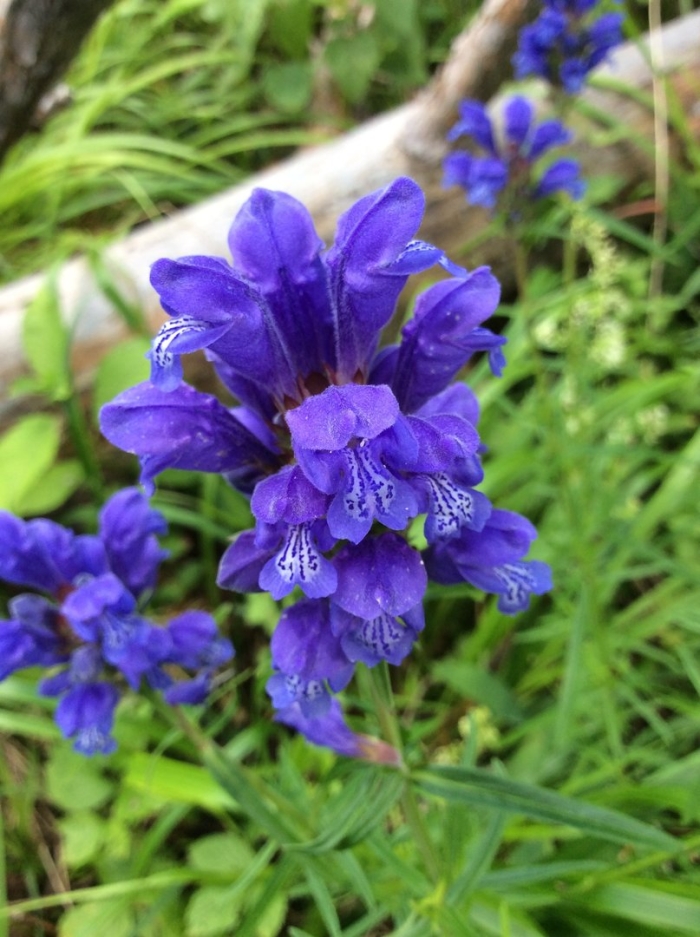 Змееголовник рюйша