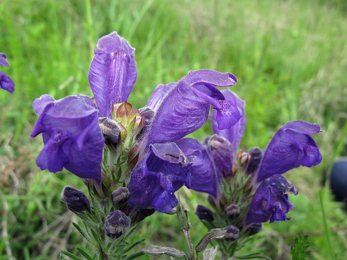 Змееголовник (dracocephalum