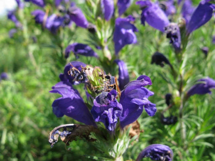 Змееголовник безбородый