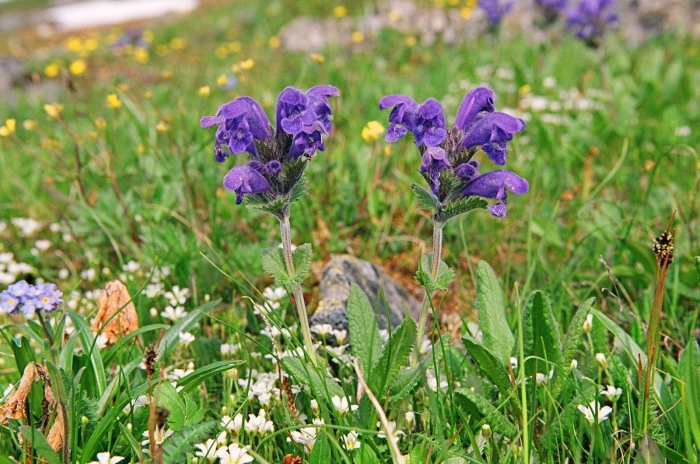 Змееголовник поникающий