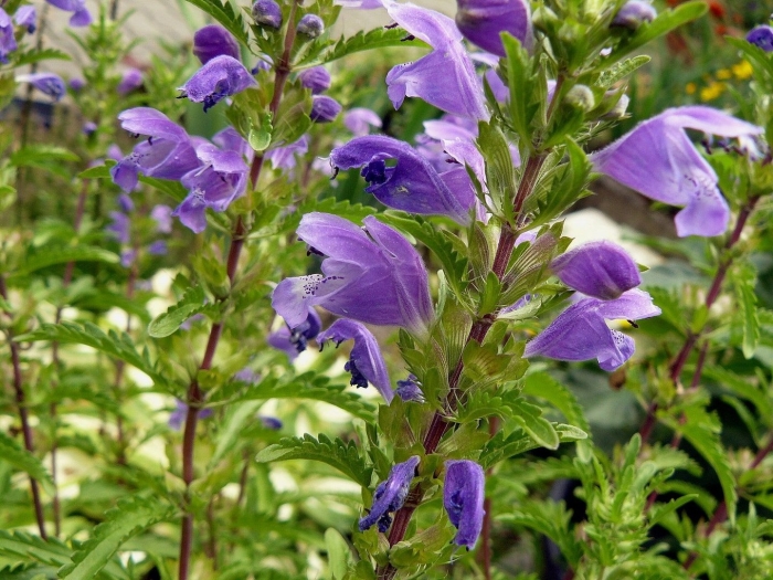 Мелисса турецкая змееголовник молдавский