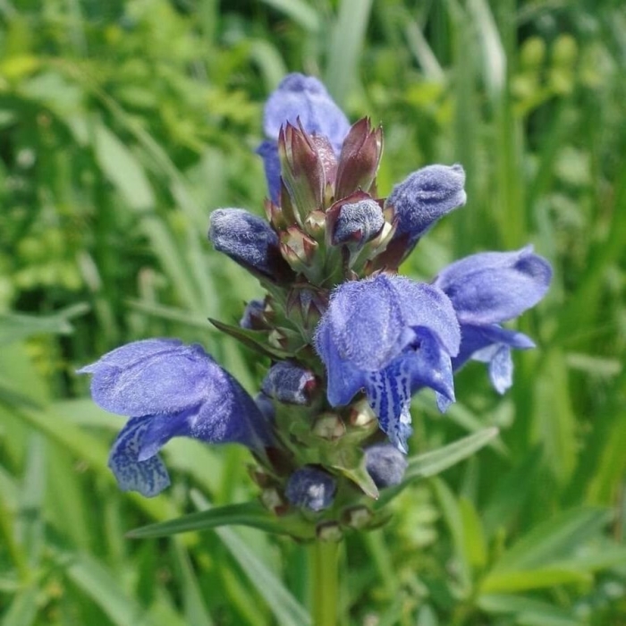 Змееголовник султан