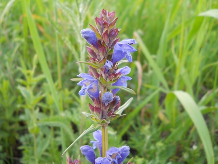 Змееголовник безбородый