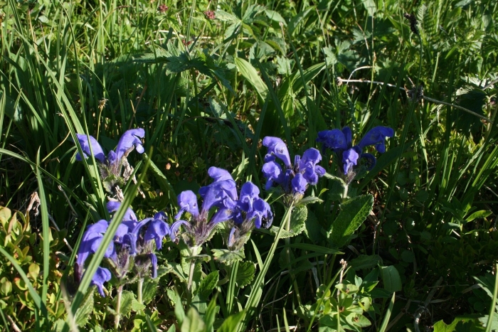 Змееголовник узловатый