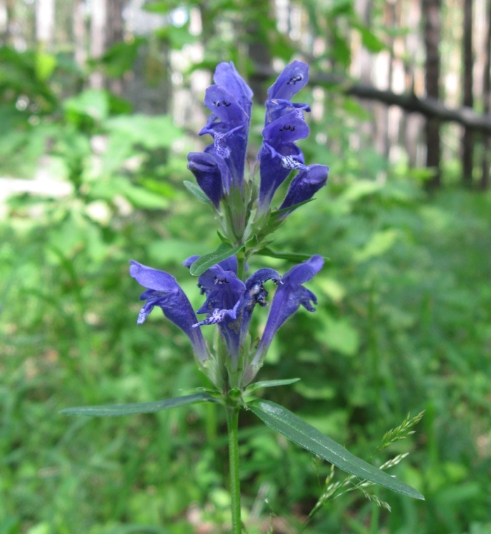 Змееголовник рюйша