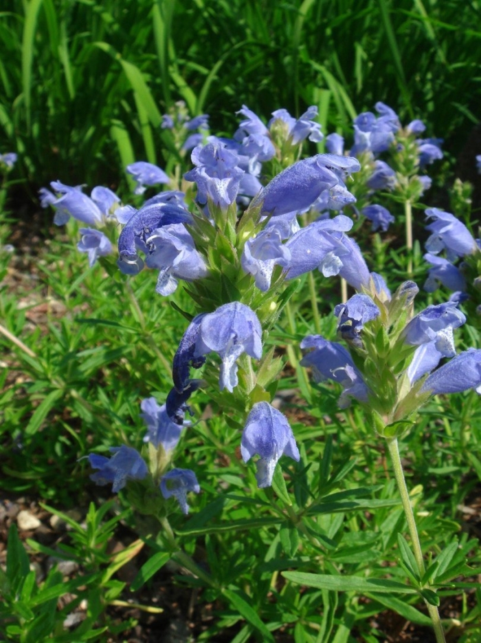 Змееголовник харкевича (dracocephalum charkeviczii)