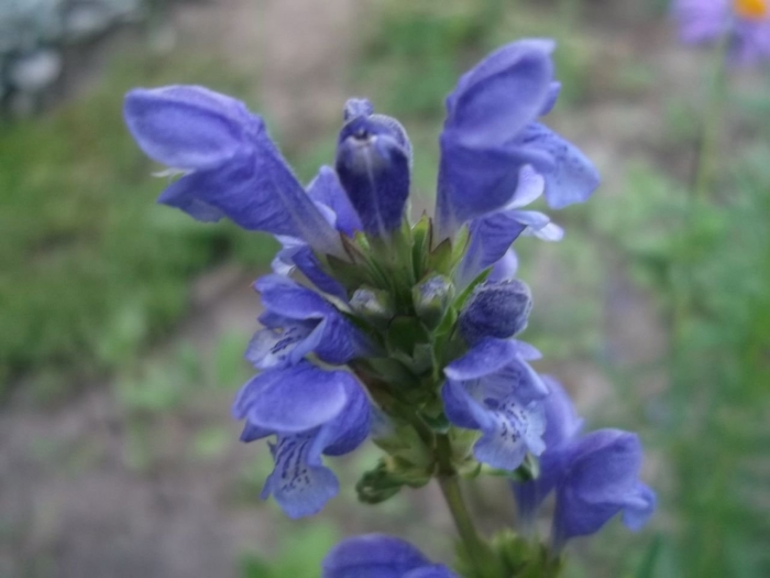 Змееголовник рюйша