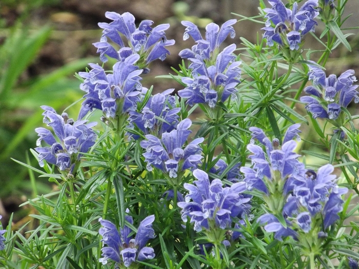 Змееголовник харкевича воздушный змей