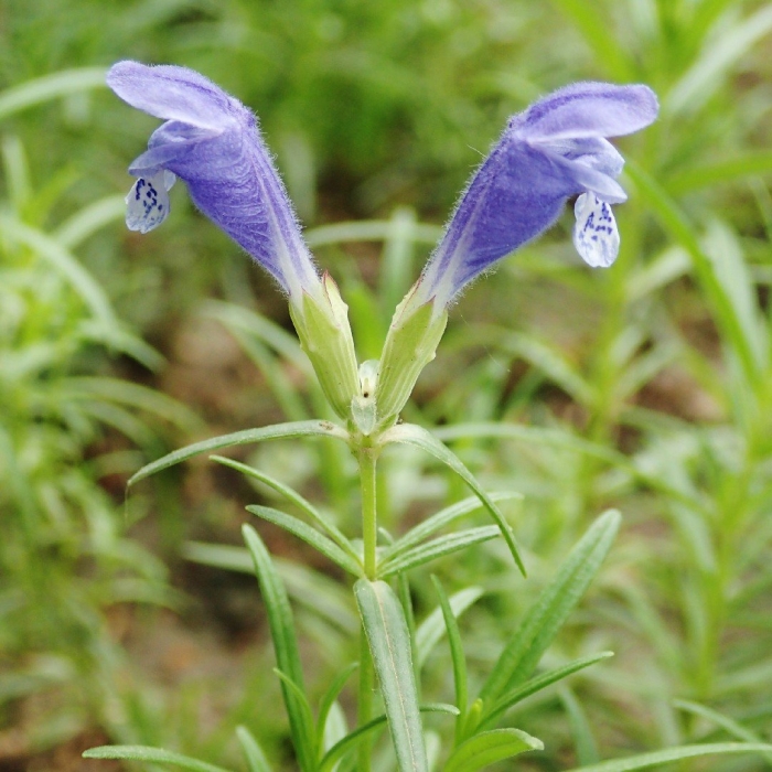 Dracocephalum ruyschiana