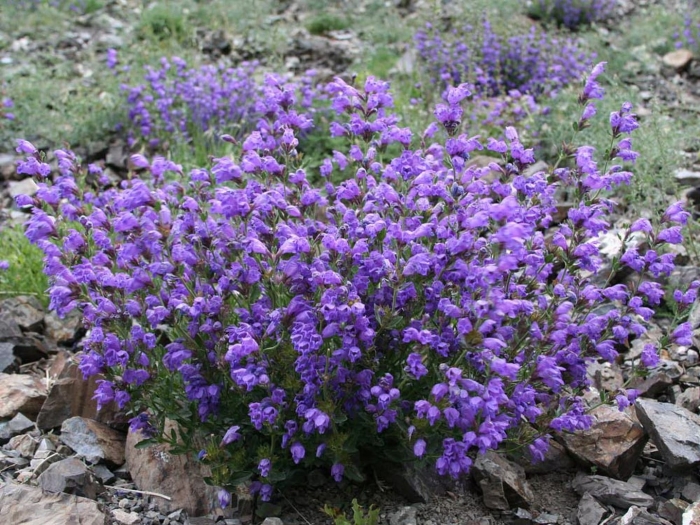 Змееголовник харкевича