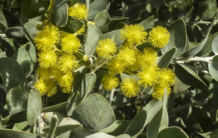 Acacia penninervis