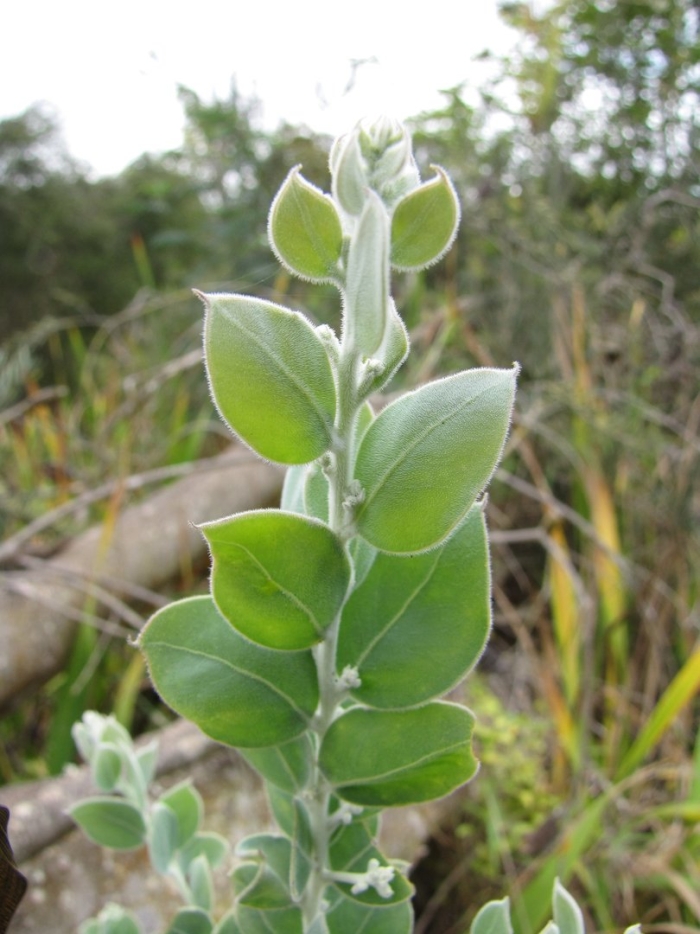 Acacia podalyriifolia
