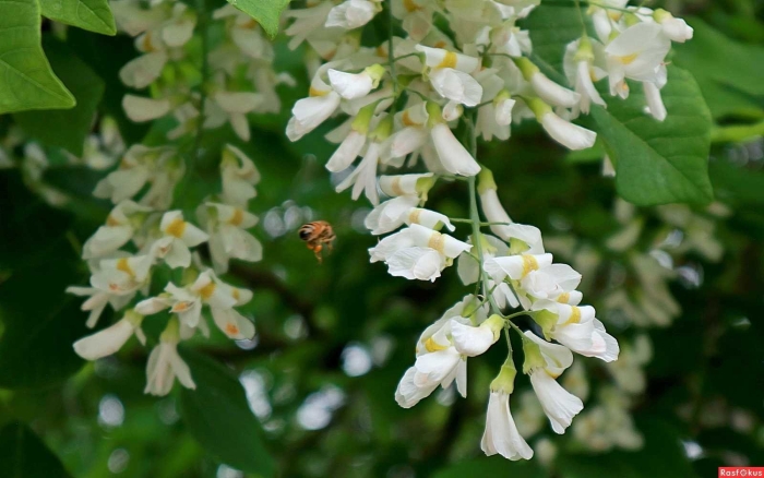 Белая акация робиния ложноакациевая