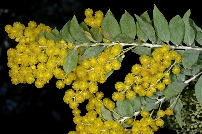 Акация мимоза желтая