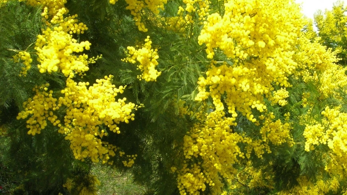 Золотая акация австралии