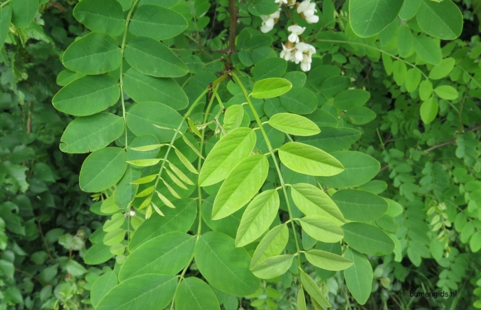 Робиния лжеакация листья