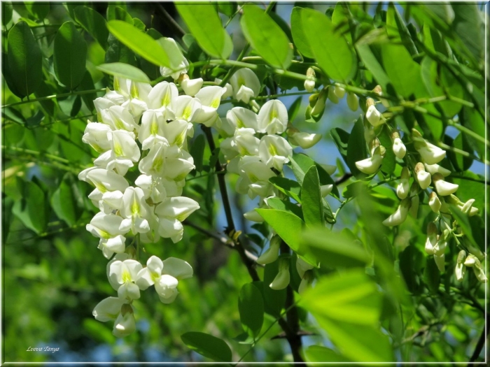 Акация белая (робиния) альба