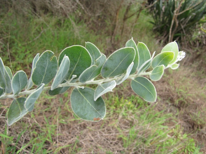 Акация подалириелистная (acacia podalyriifolia)