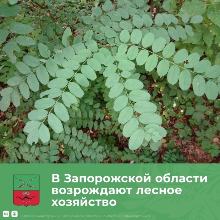 Робиния псевдоакация лист