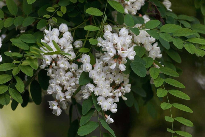 Белая акация