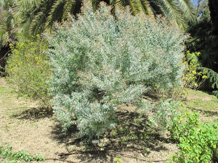 Полынь абротан божье дерево