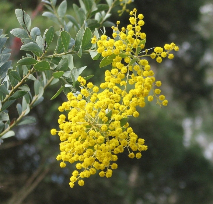 Acacia cultriformis