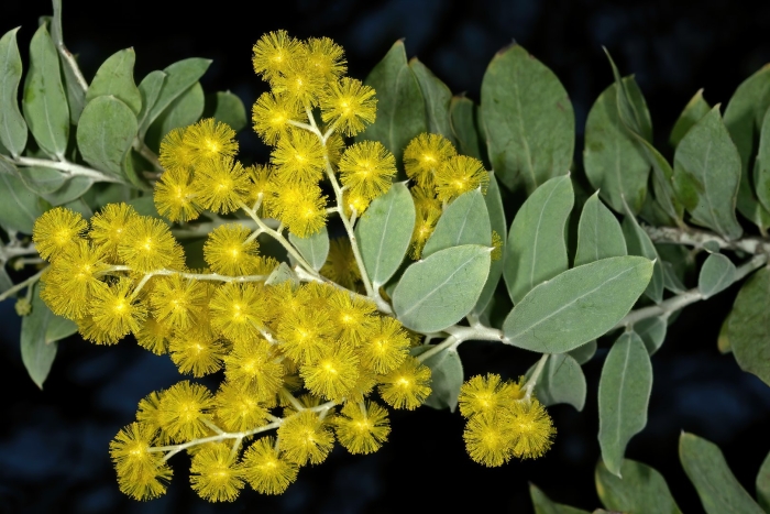 Акация подалириелистная (acacia podalyriifolia)