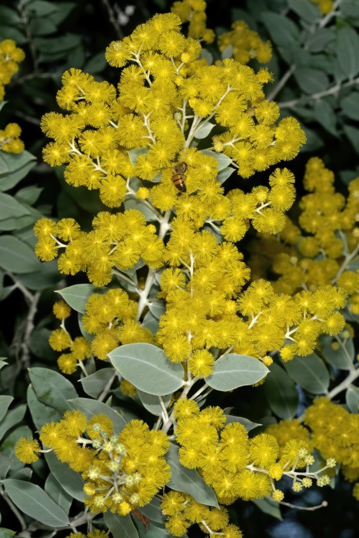 Acacia podalyriifolia