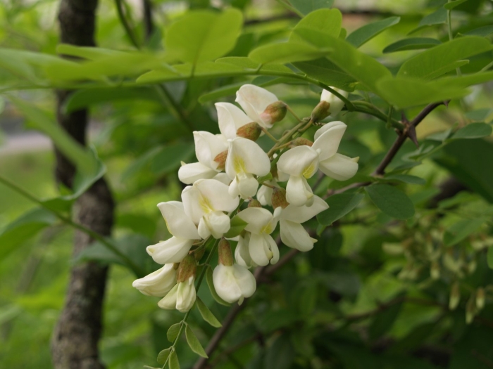 Акация белая