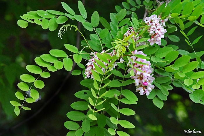 Акация робиния