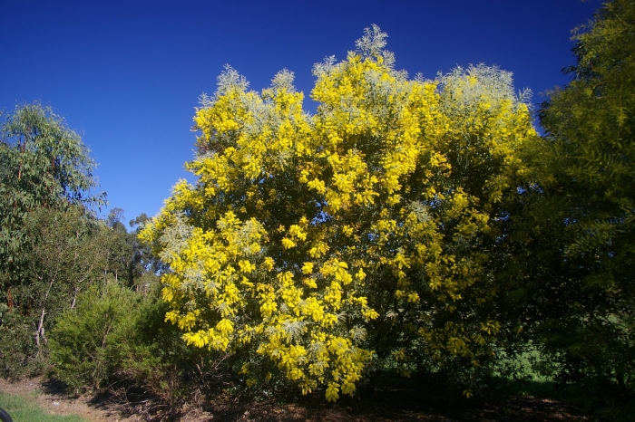 Acacia pycnantha golden wattle
