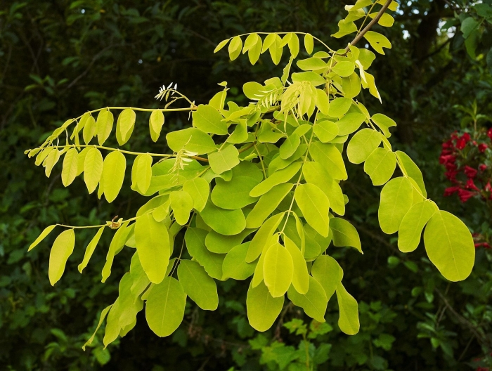 Акация (robinia pseudoacacia)