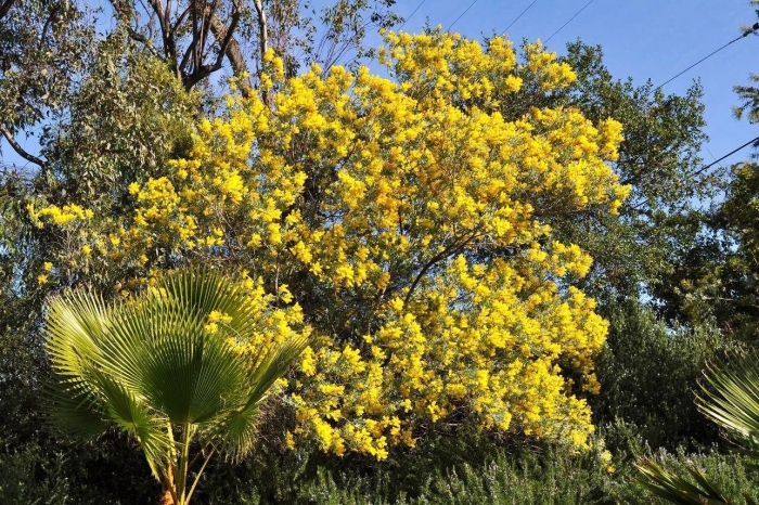 Акация желтая карагана древовидная