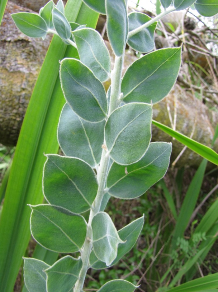 Бересклет albomarginatus