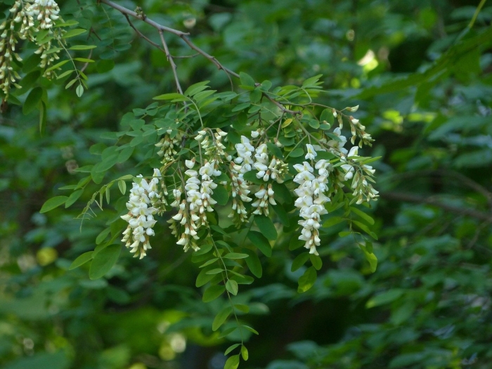 Акация белая робиния