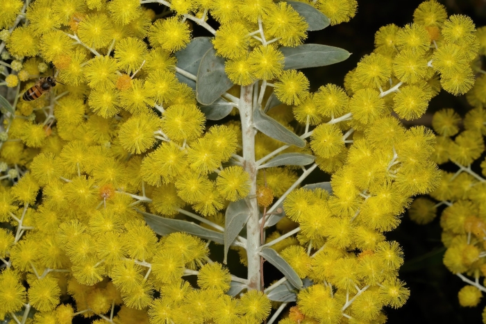 Мимоза акация