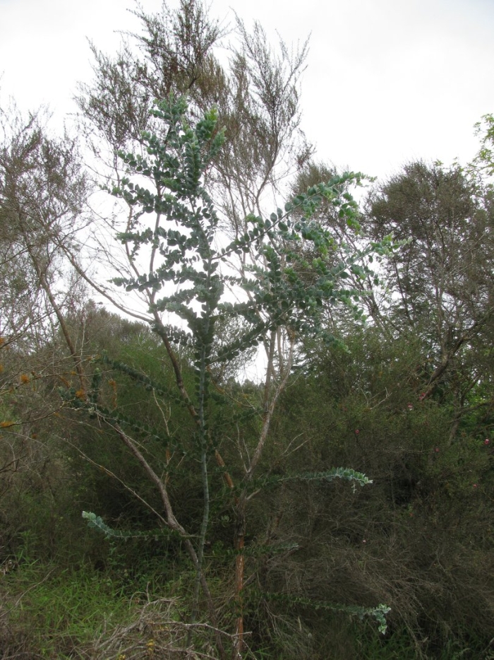 Eucalyptus pleurocarpa
