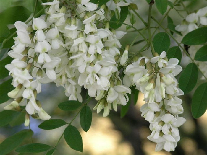 Белая акация