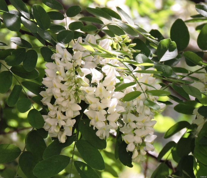 Белая акация робиния ложноакациевая