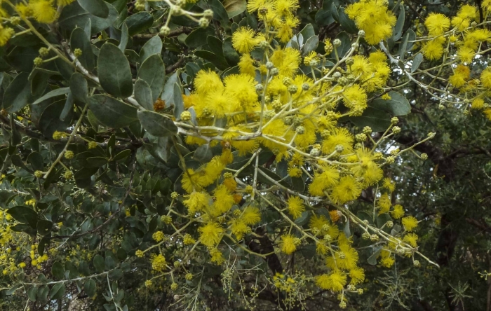 Acacia podalyriifolia