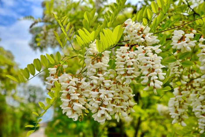 Акация севастополь