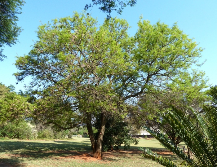 Acacia nigrescens