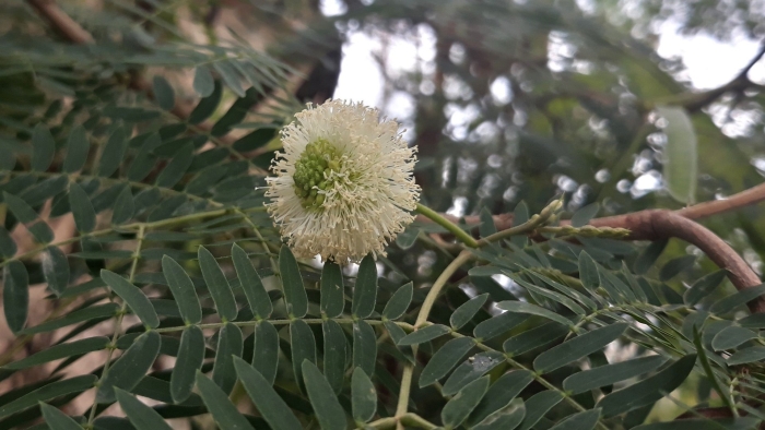 Leucaena leucocephala