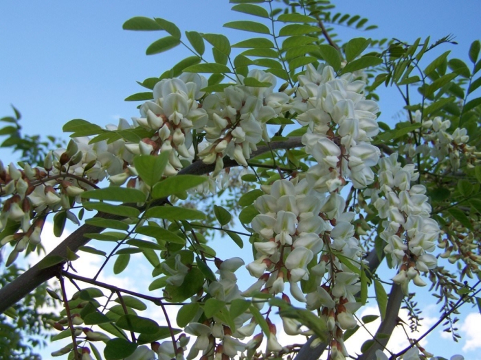 Белая акация дерево