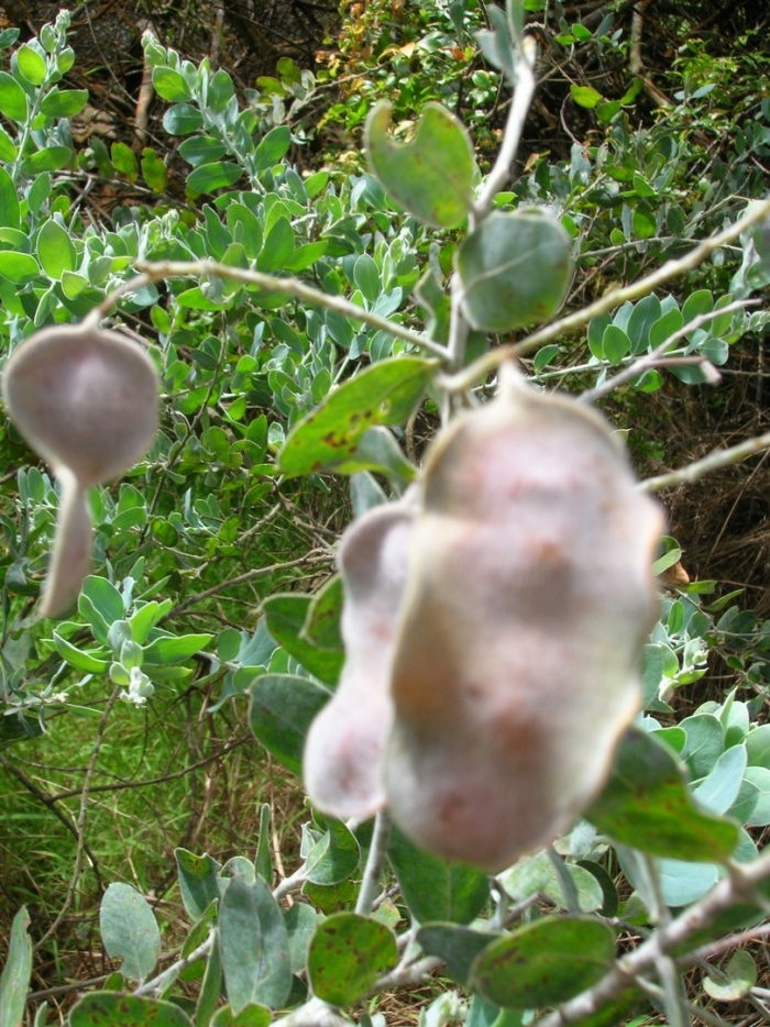 Sophora secundiflora